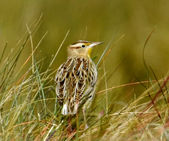 Eastern Meadowlark - Photo by Erik Johnson