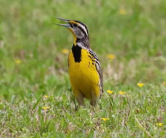 Eastern Meadowlark - Photo by Nancy Newport Ellington