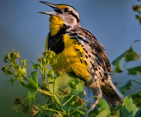 Eastern Meadowlark - Photo by Tom Finnie