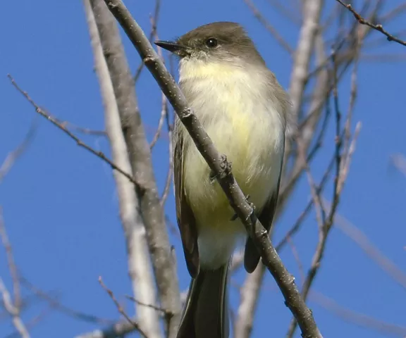 Eastern Phoebe - Photo by Erik Johnson