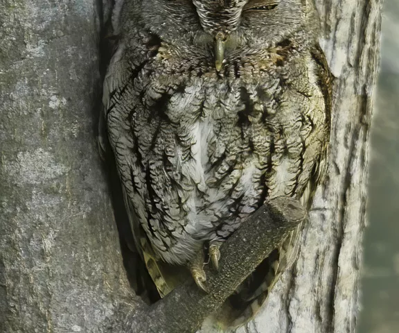 Eastern Screech Owl - Photo by Tom Finnie