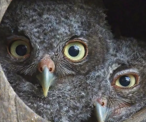 Eastern Screech Owl (juvies) - Photo by Tom Finnie