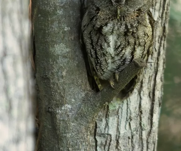 Eastern Screech Owl - Photo by Tom Finnie