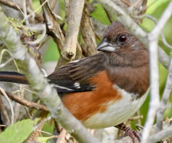 Eastern Towhee - Photo by Van Remsen