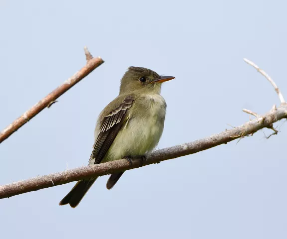 Eastern Wood-Pewee - Photo by Erik Johnson