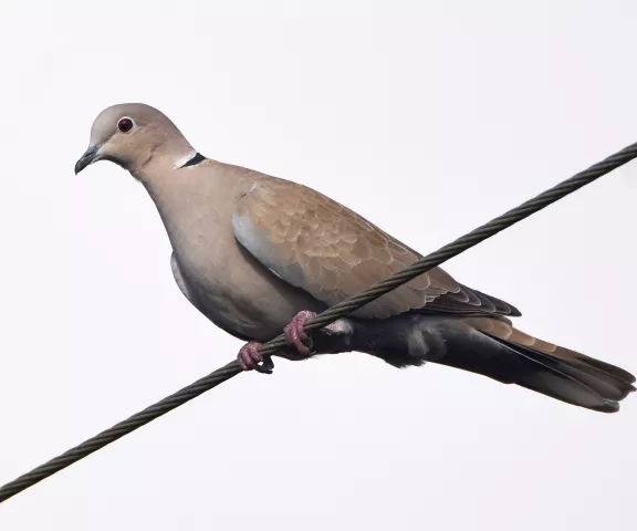 Eurasian Collared-Dove - Photo by Erik Johnson