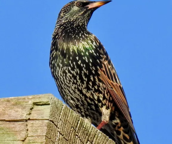 European Starling - Photo by Van Remsen