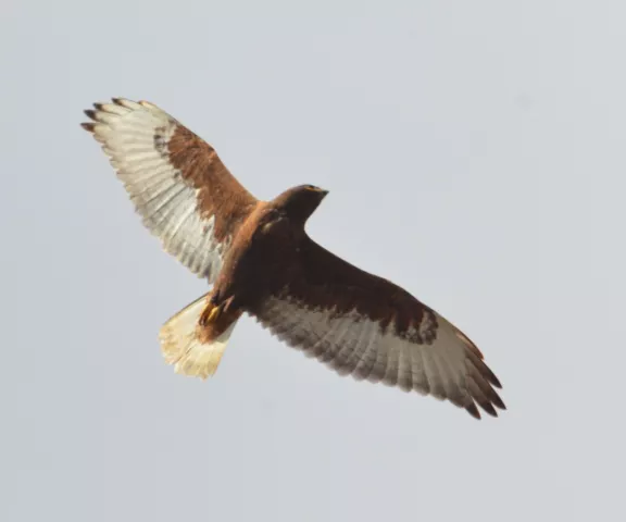 Ferruginous Hawk - Photo by Van Remsen