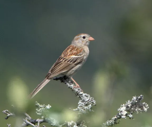 Field Sparrow - Photo by Erik Johnson