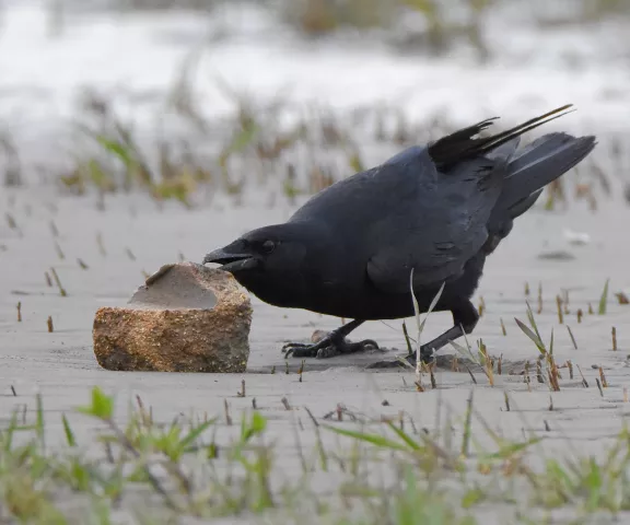 Fish Crow - Photo by Erik Johnson