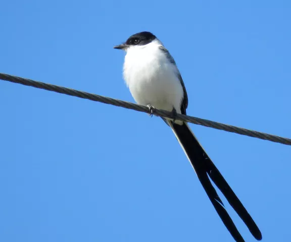 Fork-tailed Flycatcher - Photo by Vicki Sensat