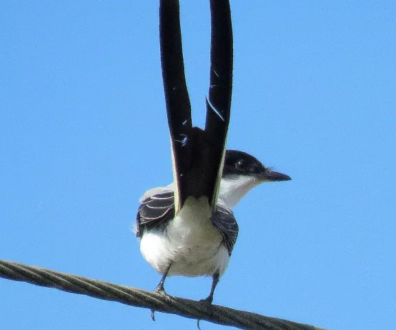 Fork-tailed Flycatcher - Photo by Vicki Sensat