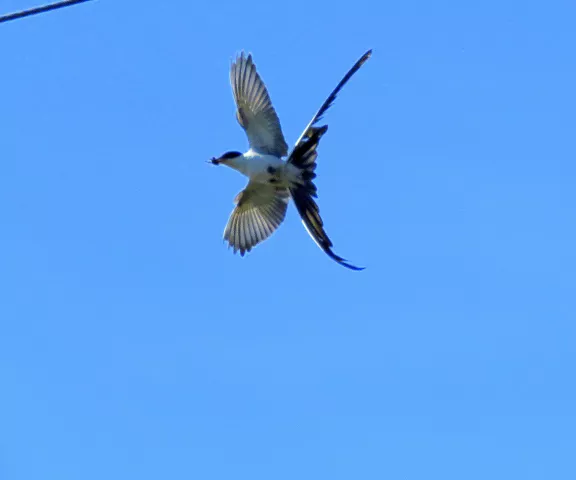 Fork-tailed Flycatcher - Photo by Vicki Sensat