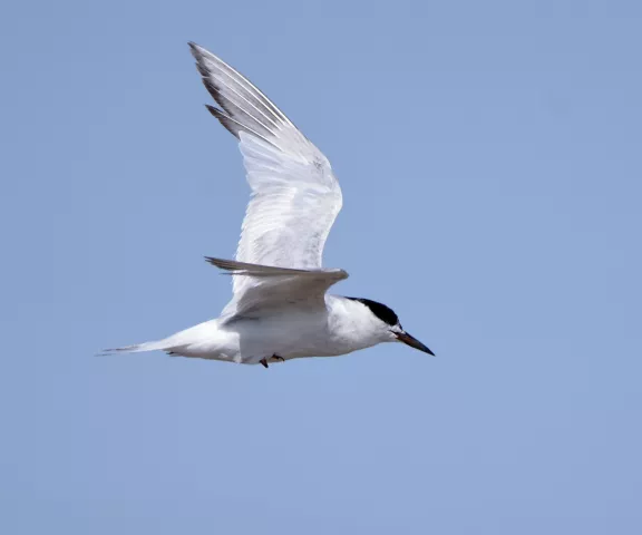 Forster's Tern - Photo by Erik Johnson