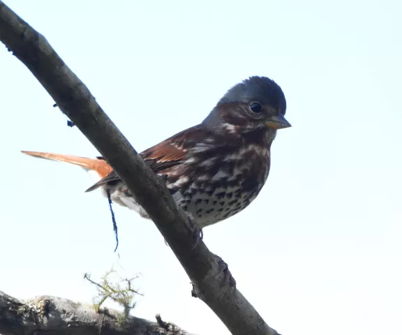 Fox Sparrow - Photo by Erik Johnson