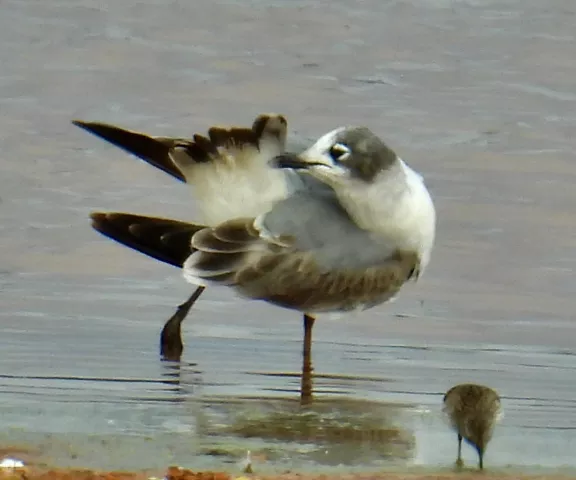 Franklin's Gull - Photo by Van Remsen