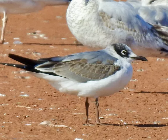 Franklin's Gull - Photo by Van Remsen