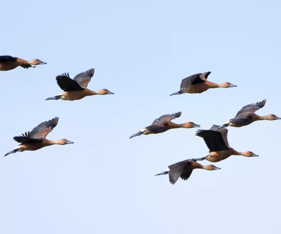 Fulvous Whistling-Duck - Photo by Erik Johnson