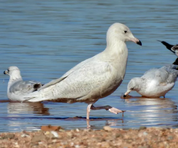 Glaucous Gull - Photo by Van Remsen