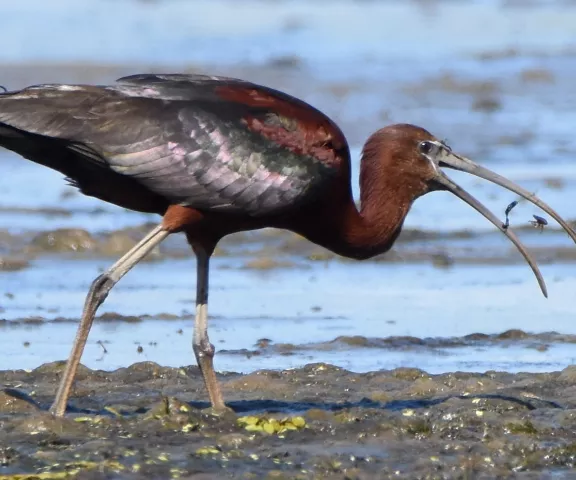 Glossy Ibis - Photo by Erik Johnson