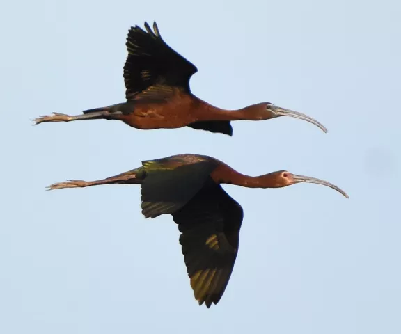 Glossy Ibis - Photo by Erik Johnson