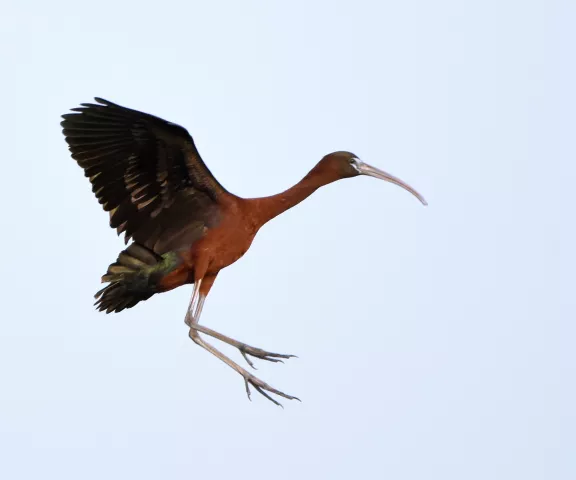 Glossy Ibis - Photo by Erik Johnson