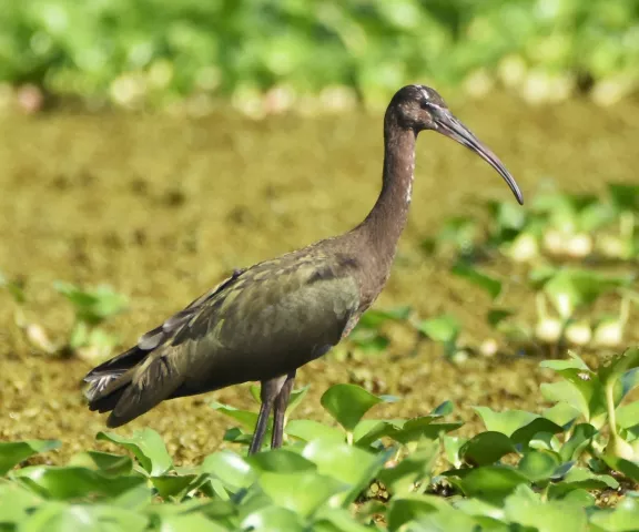 Glossy_White-faced Ibis - Photo by Erik Johnson