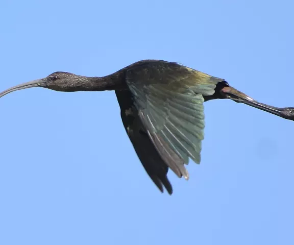 Glossy_White-faced Ibis - Photo by Erik Johnson