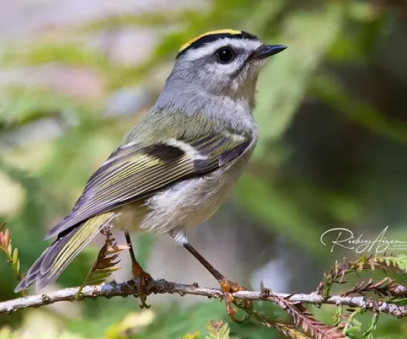 Golden-crowned Kinglet - Photo by Rickey Aizen