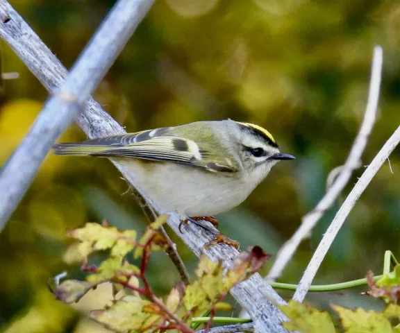 Golden-crowned Kinglet - Photo by Van Remsen