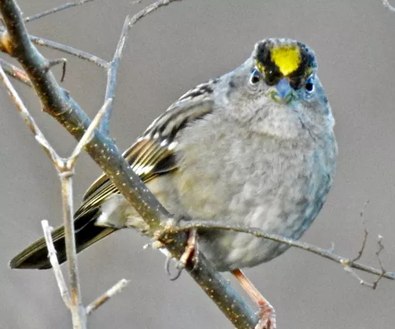 Golden-crowned Sparrow - Photo by Van Remsen