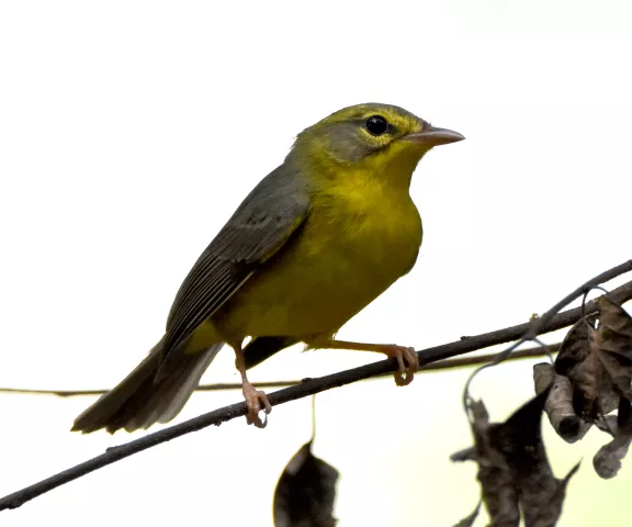 Golden-crowned Warbler - Photo by Erik Johnson