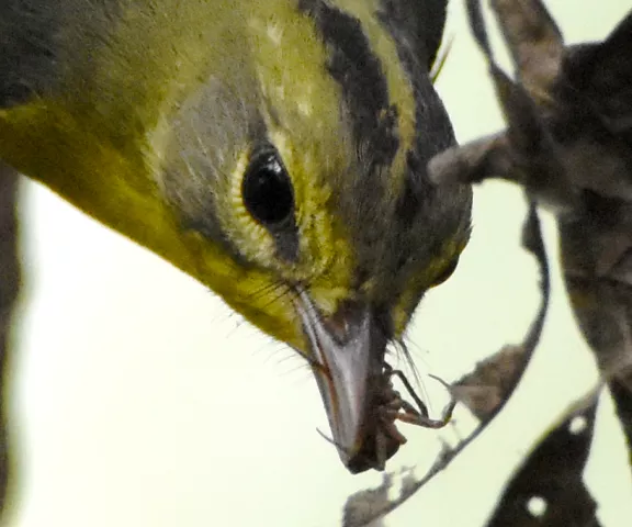 Golden-crowned Warbler - Photo by Erik Johnson