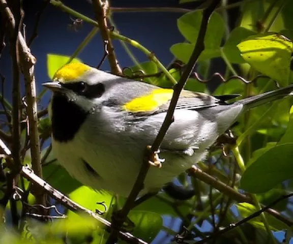 Golden-winged Warbler - Photo by Brad Price