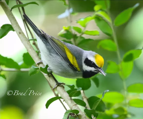 Golden winged Warbler_Peveto Woods - Photo by Brad Price