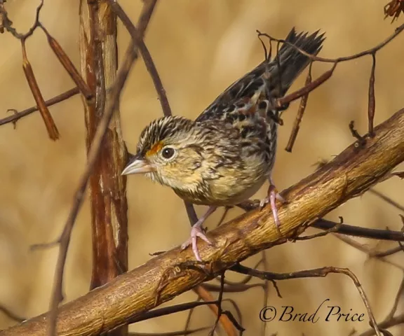 Grasshopper Sparrow - Photo by Brad Price