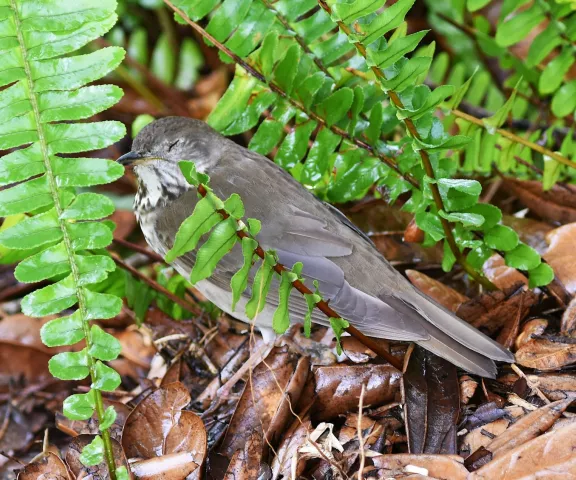 Gray-cheeked Thrush - Photo by Erik Johnson