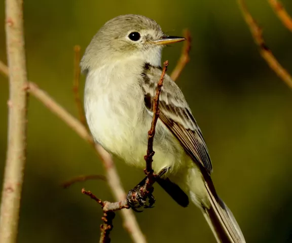 Gray Flycatcher - Photo by Van Remsen