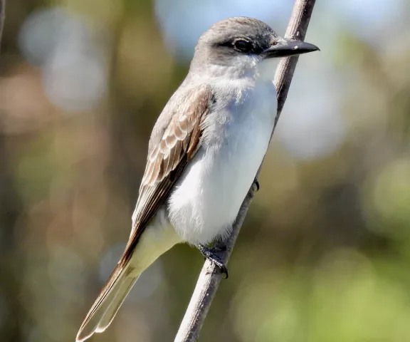 Gray Kingbird - Photo by Van Remsen