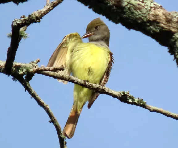 Great-crested Flycatcher - Photo by Vicki Sensat