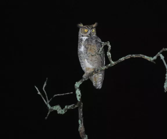 Great-horned Owl - Photo by Vicki Sensat