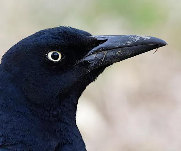 Great-tailed Grackle - Photo by Erik Johnson