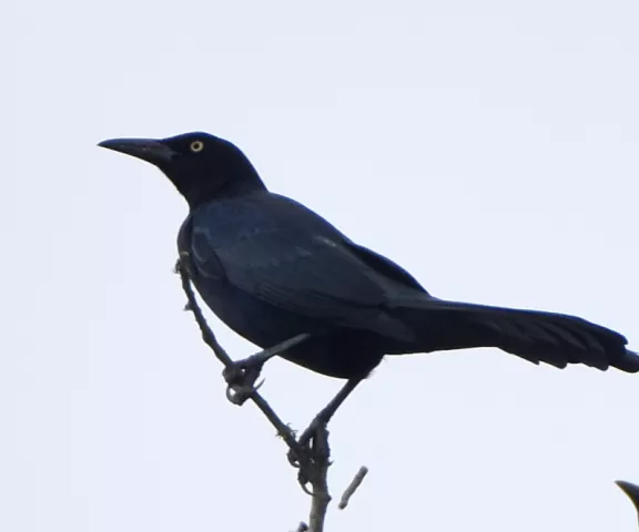 Great-tailed Grackle - Photo by Erik Johnson