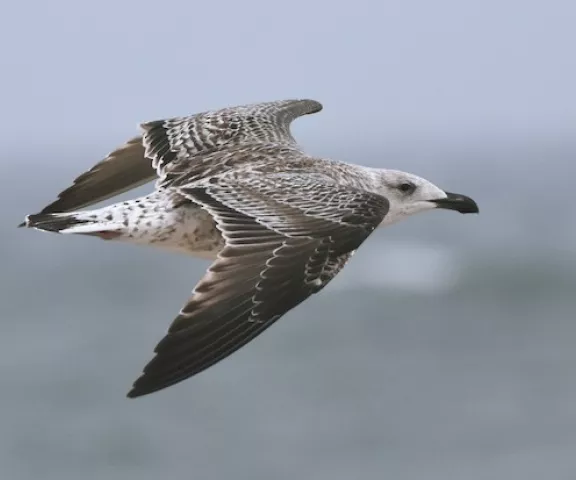 Great Black-backed Gull - Photo by Erik Johnson