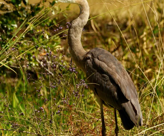 Great Blue Heron - Photo by Vicki Sensat