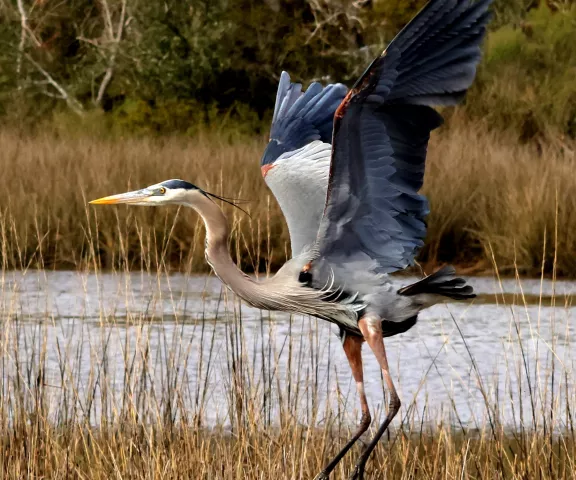 Great Blue Heron - Photo by Vicki Sensat