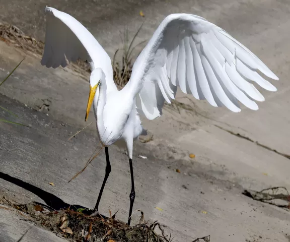 Great Egret - Photo by Vicki Sensat