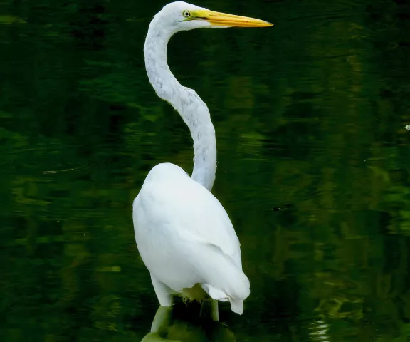 Great Egret - Photo by Van Remsen