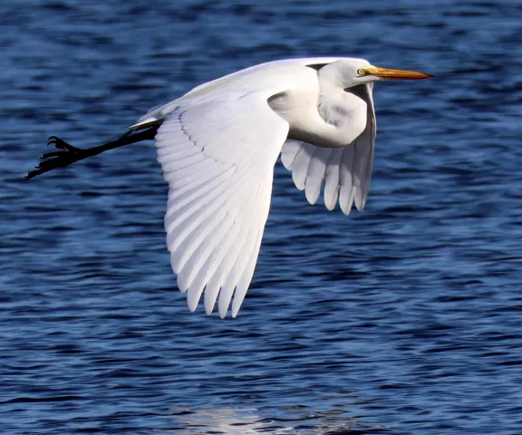 Great Egret - Photo by Vicki Sensat