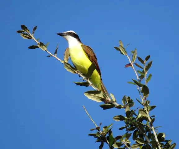 Great Kiskadee - Photo by Vicki Sensat